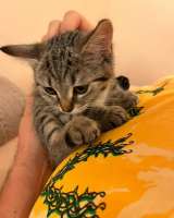 Чудеснейший котенок-девочка в добрые руки