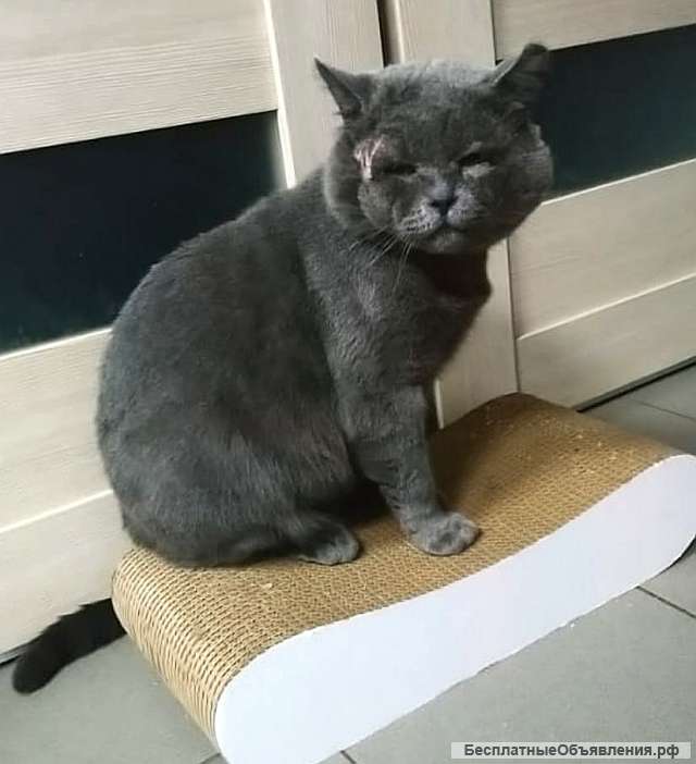 Тайсон ищет семью