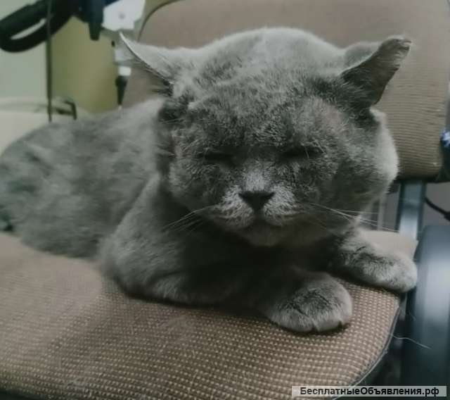 Тайсон ищет семью