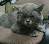 Тайсон ищет семью