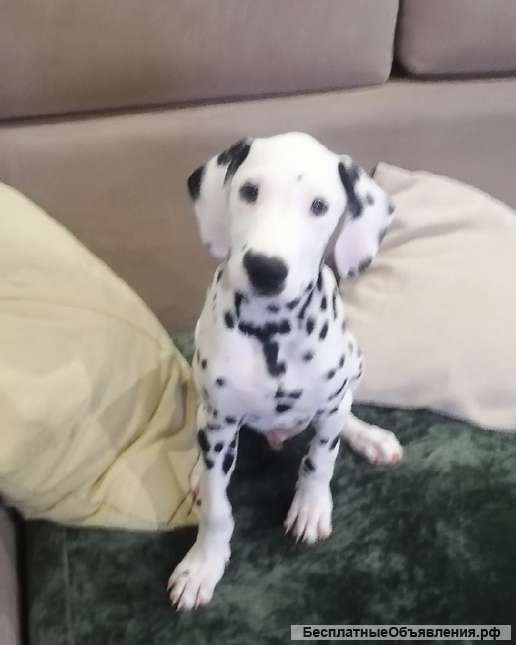 Щенки далматинца