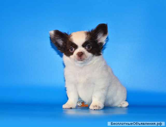 Подарите себе счастье. Самые красивые малыши чихуахуа.