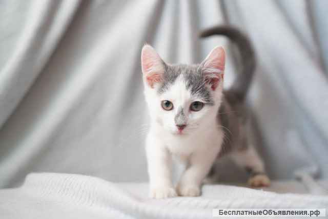 Котята девочка и мальчишка в добрые руки