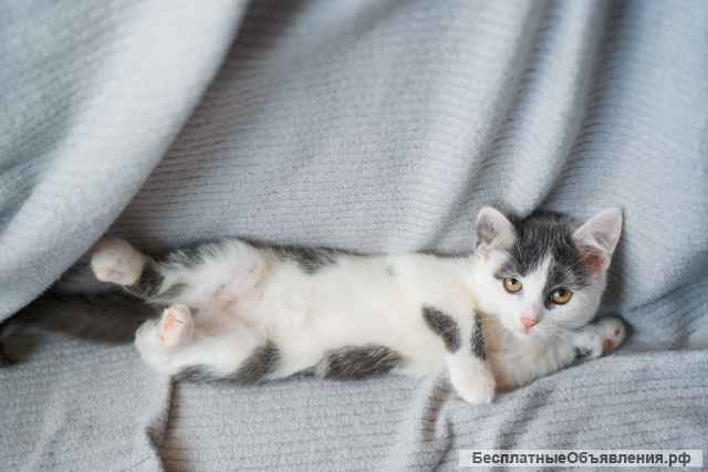 Котята девочка и мальчишка в добрые руки