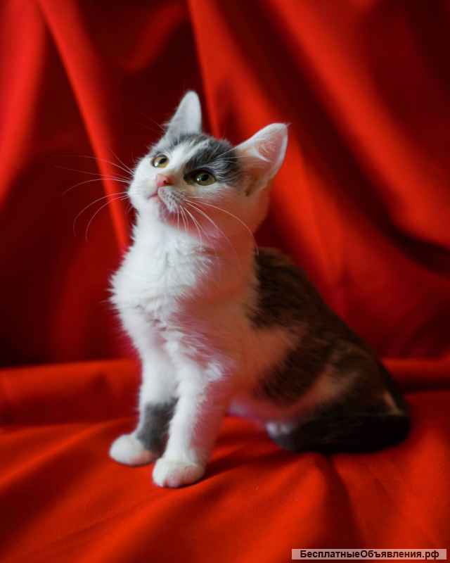 Котята девочка и мальчишка в добрые руки