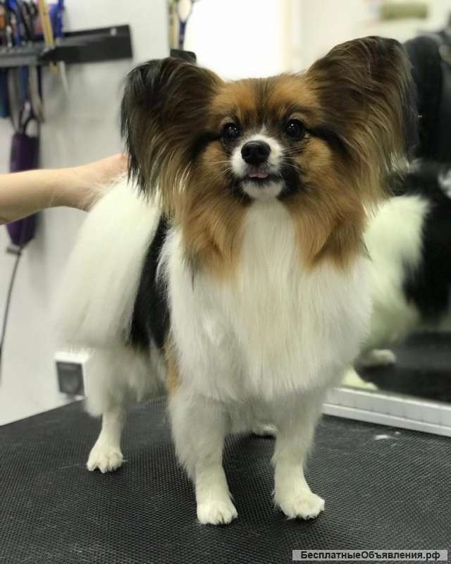 Щенки папийона