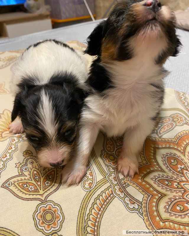 Щенки папийона