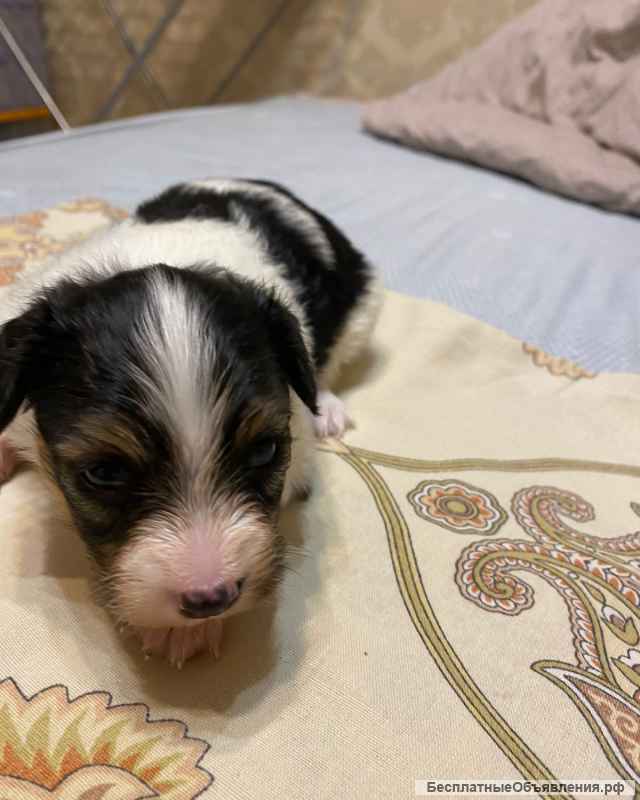 Щенки папийона