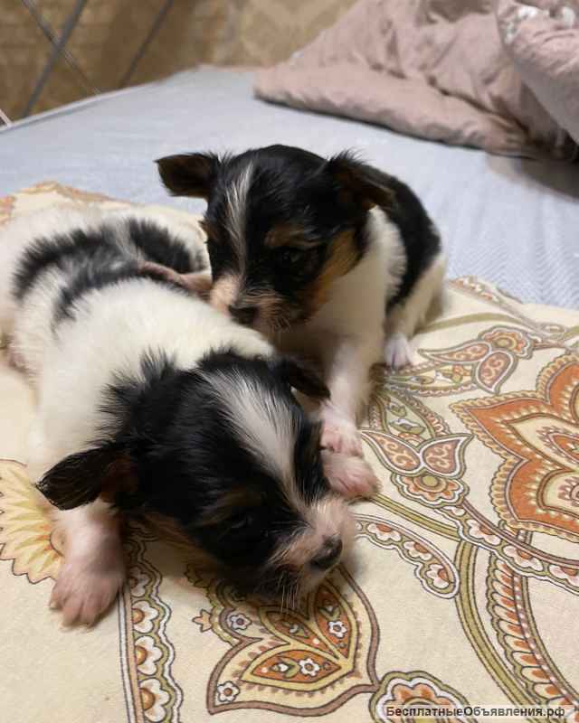 Щенки папийона