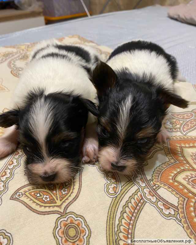 Щенки папийона