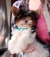 Мальчик бивер йорк