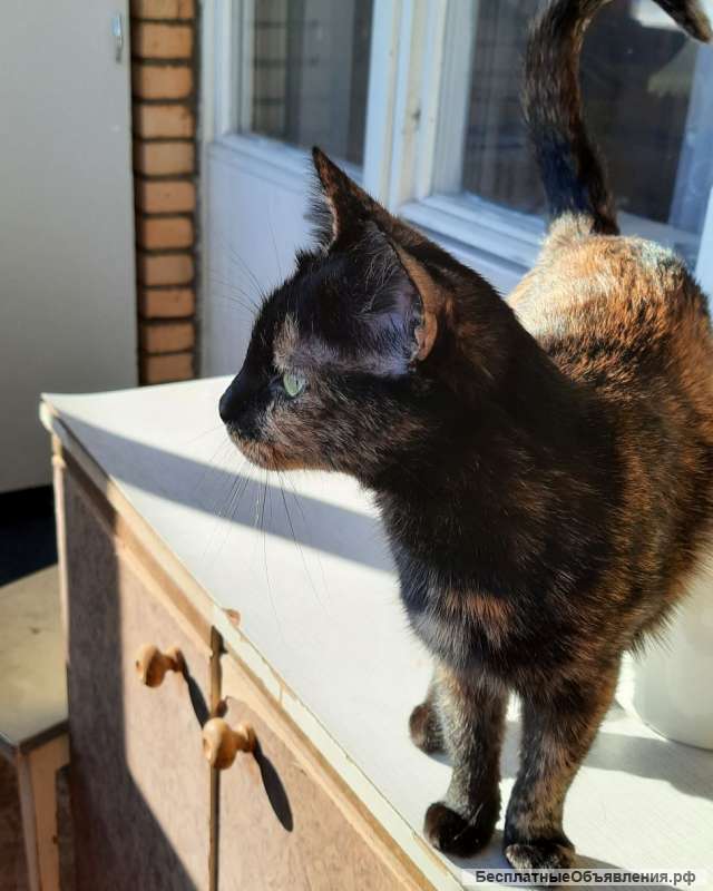 В добрые руки