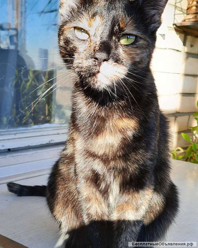 В добрые руки