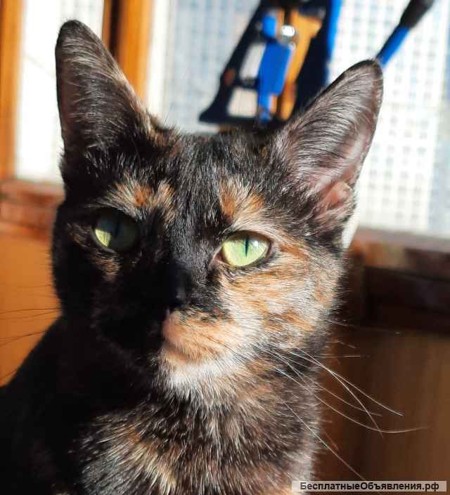 В добрые руки