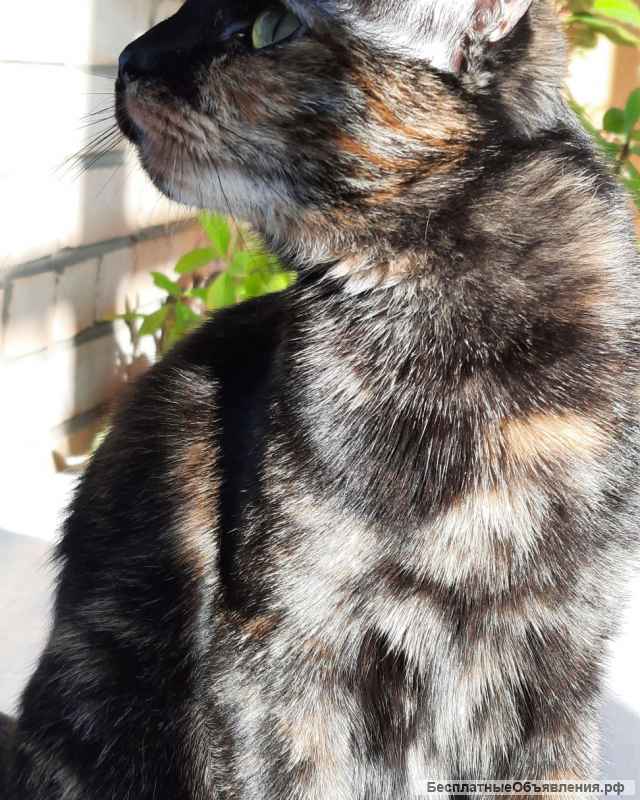 В добрые руки