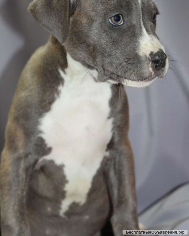 Две девочки АСТ. С документами и клеймом