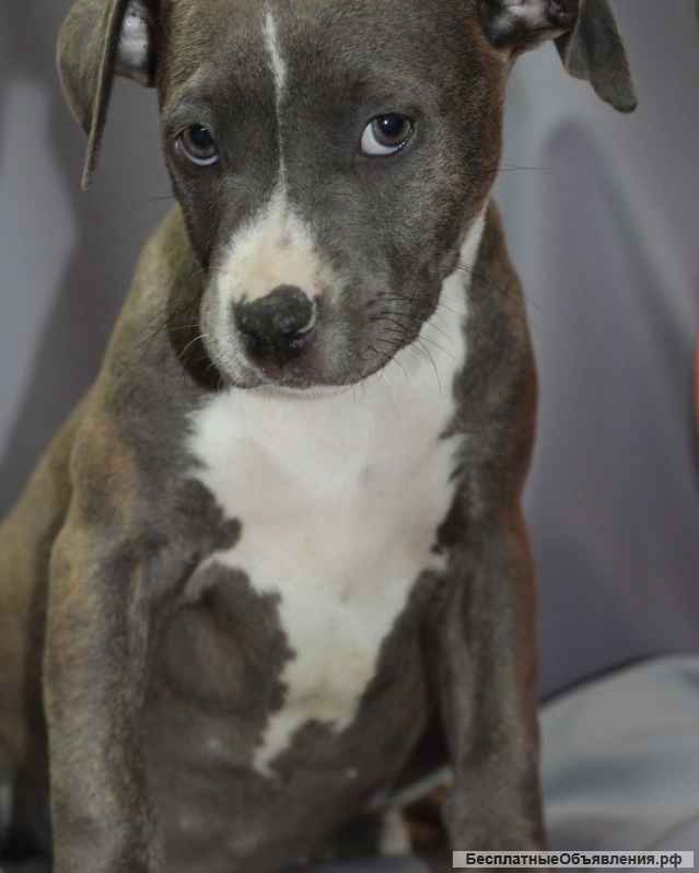 Две девочки АСТ. С документами и клеймом