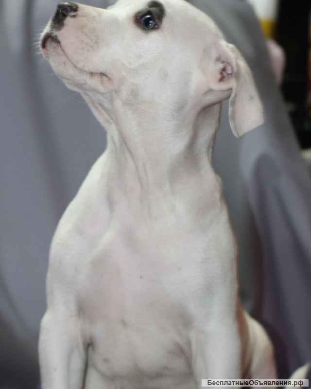 Две девочки АСТ. С документами и клеймом