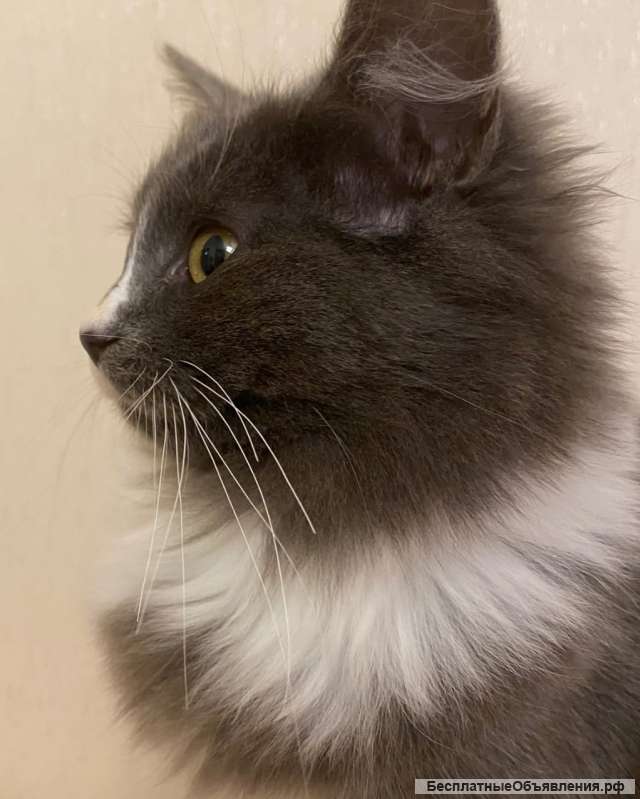 Котенок изумительной красоты в добрые руки