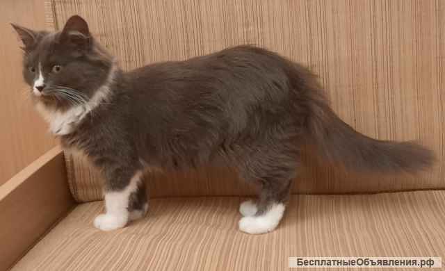 Котенок изумительной красоты в добрые руки