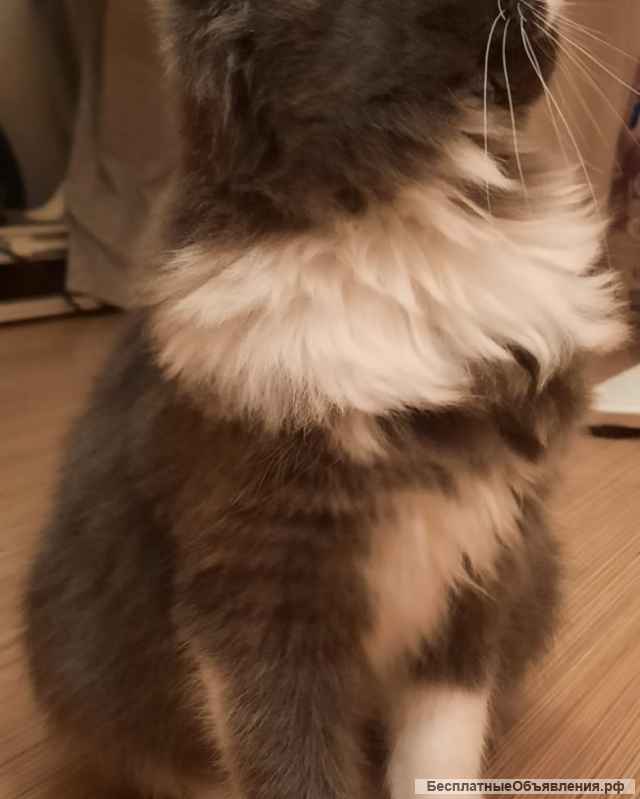 Котенок изумительной красоты в добрые руки