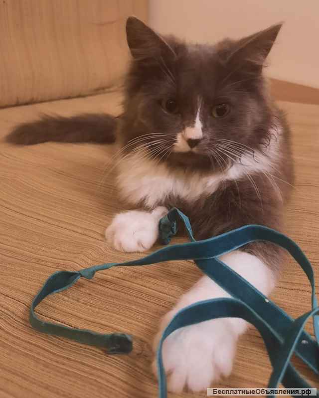 Котенок изумительной красоты в добрые руки