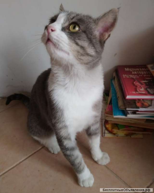 Яша ищет дом