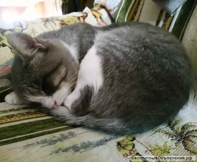 Яша ищет дом