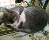 Яша ищет дом