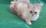 Шотландские котята -серебристые шиншиллы