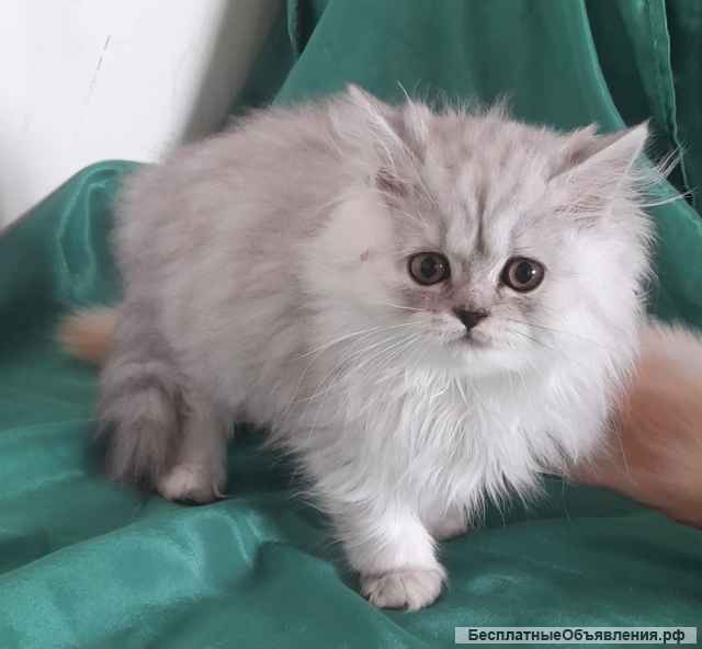 Шотландские котята -серебристые шиншиллы