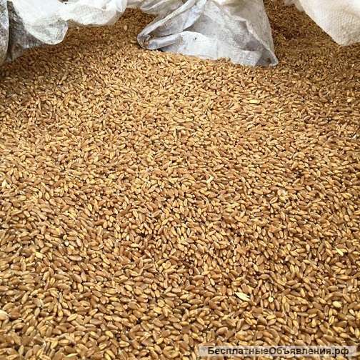Пшеница фуражная опт