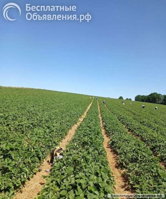 "Работа и вакансии" сезонным работникам на фермах в Англии