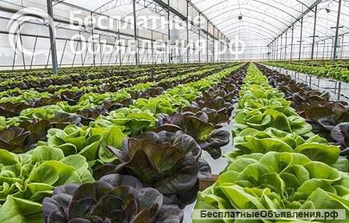 "Работа и вакансии" сезонным работникам на фермах в Англии