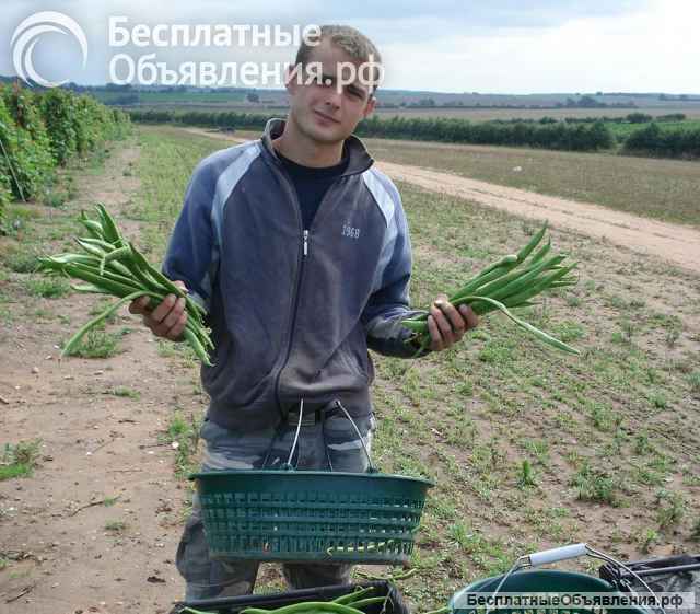 "Работа и вакансии" сезонным работникам на фермах в Англии