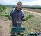 "Работа и вакансии" сезонным работникам на фермах в Англии