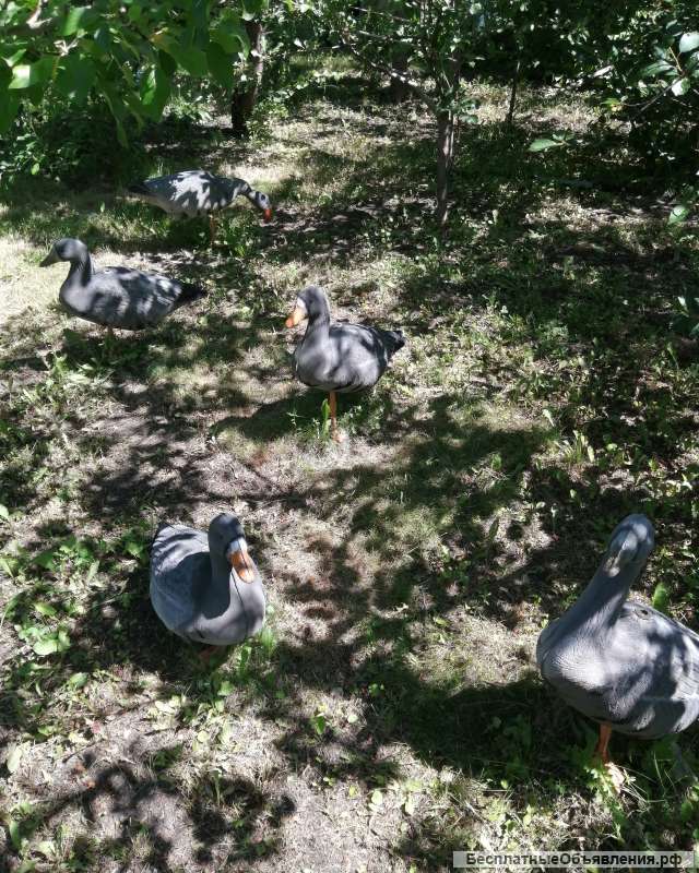 Чучела гусей