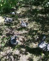 Чучела гусей