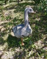 Чучела гусей