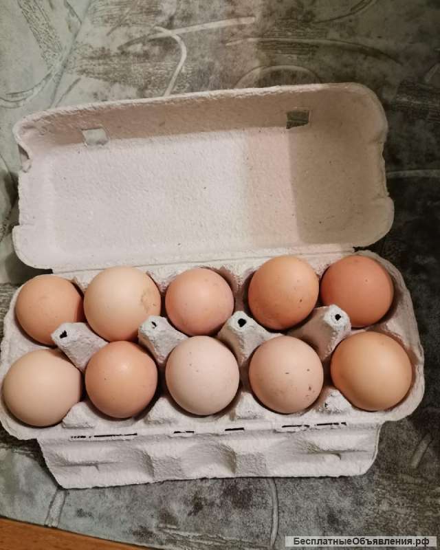 Домашнее куриное яйцо