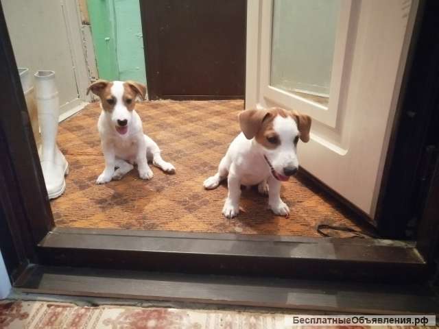Джек рассел терьер щенки с документами