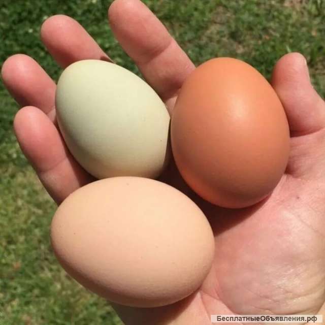 Домашнее яйцо