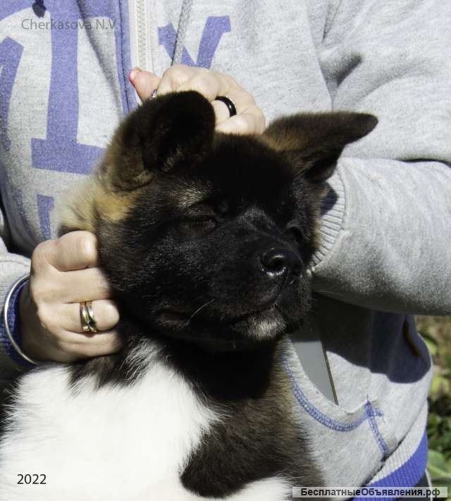 Щенков американской акиты