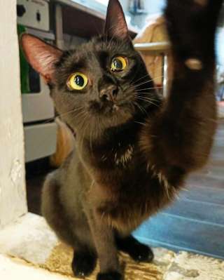 Кому глазастое чудо