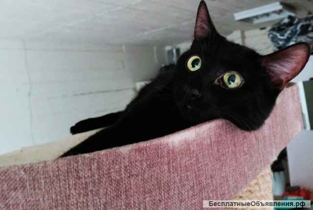 Кому глазастое чудо