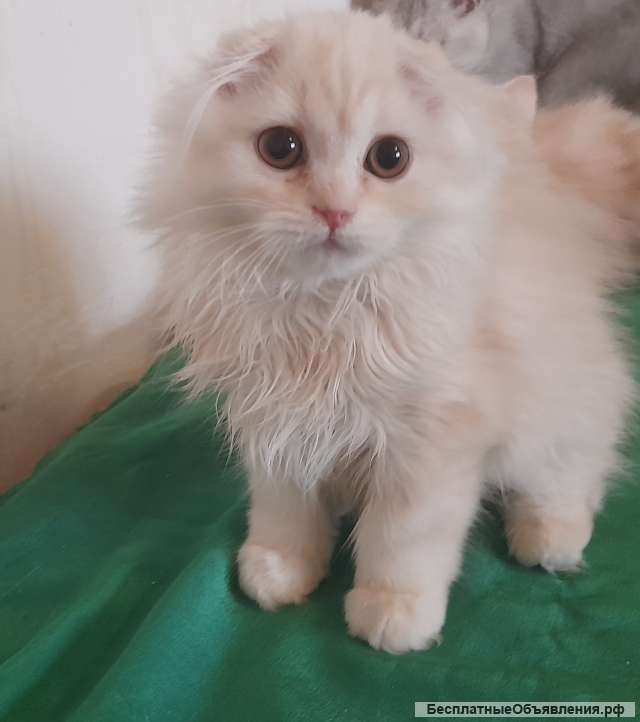 Пушистые котята, весёлые ребята