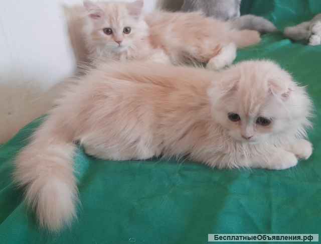 Пушистые котята, весёлые ребята