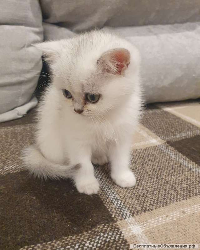 Британские котята