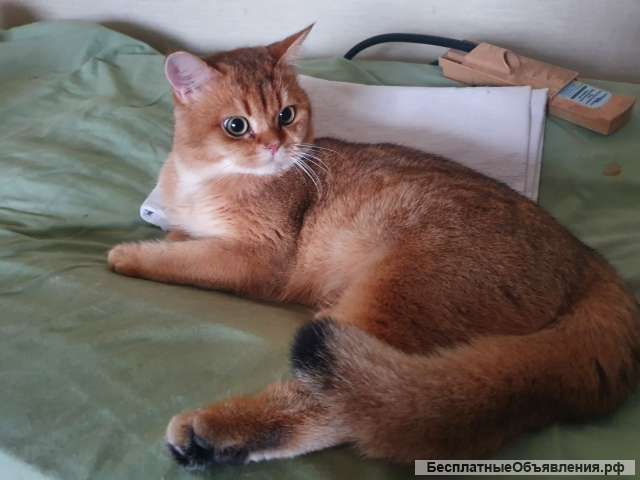 Британская золотая шиншилла вязка