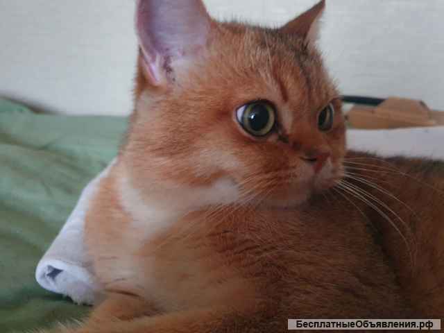 Британская золотая шиншилла вязка